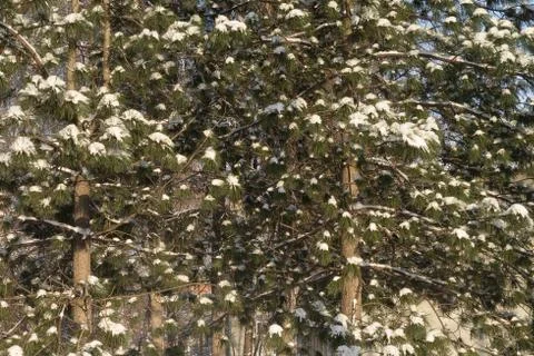 Snow on branches of pines. Stock Photos