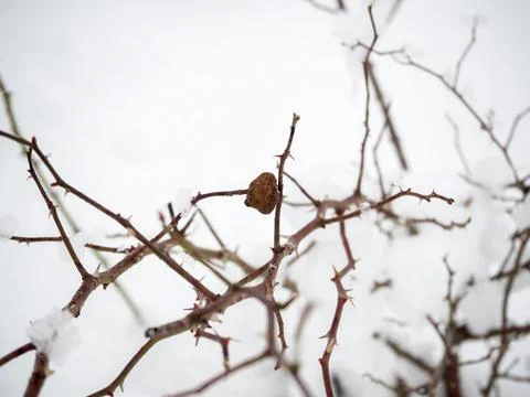 Snow on branches in the pyrenees Stock Photos