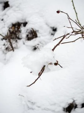 Snow on branches in the pyrenees Foto stock