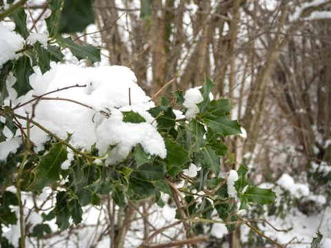 Snow on branches in the pyrenees Stock Photos