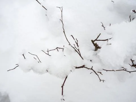 Snow on branches in the pyrenees Foto stock