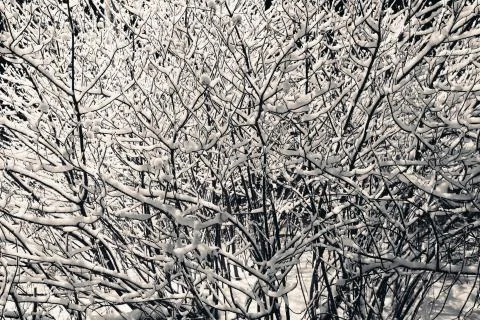 Snow on the branches of a shrub Stock Photos