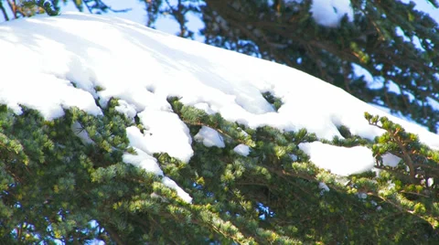 Snow on the branches of spruce. Stock Footage 35977971
