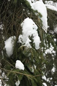 Snow on the branches of a spruce in the forest, close-up Stock Photos