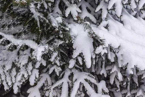 Snow on the branches of spruce. Stock Photos