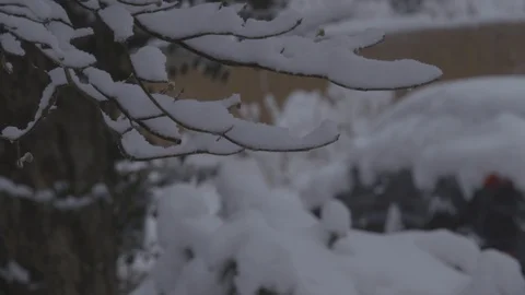 Snow on branches - tight shot 動画素材 87478256