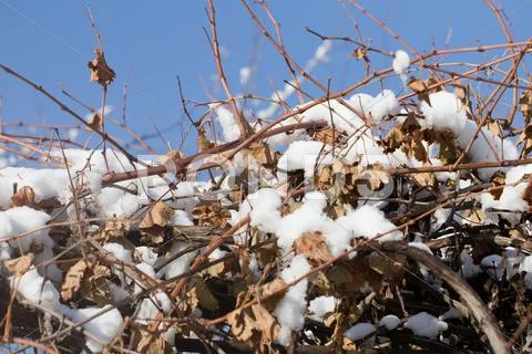 Snow on the branches of a tree against a blue sky Stock Photos