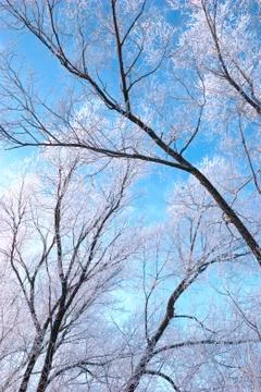 Snow branches on the tree at blue sky background 写真素材