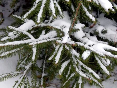 Snow on the branches of a tree of a Christmas tree close up Stock Photos