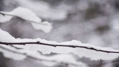 Snow on the branches of tree Video stock 73006050