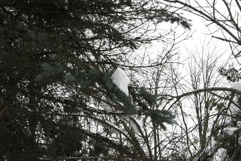 Snow on the branches of a tree in the forest in winter. Stock Photos