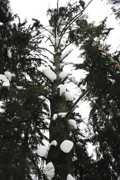 Snow on the branches of a tree in the forest in winter. Stock Photos
