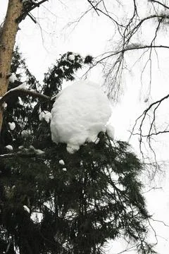 Snow on the branches of a tree in the forest in winter. Stock Photos