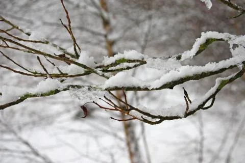 Snow on the branches of a tree Stock Photos
