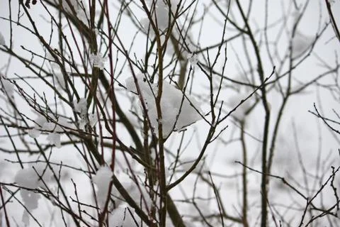 Snow on the branches of a tree Stock-Fotos