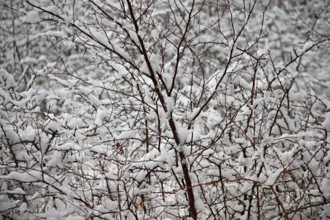 Snow on the branches of a tree Stock Photos