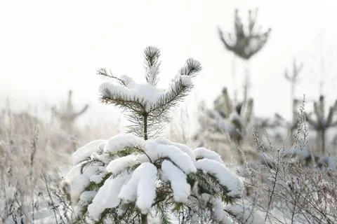 The snow on the branches of a tree Stock Photos