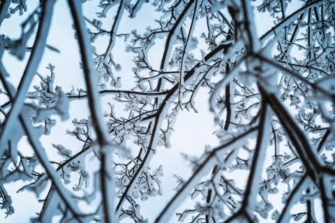 Snow on the branches of a tree Foto stock