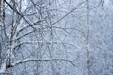 Snow on the branches of a tree. Stock Photos