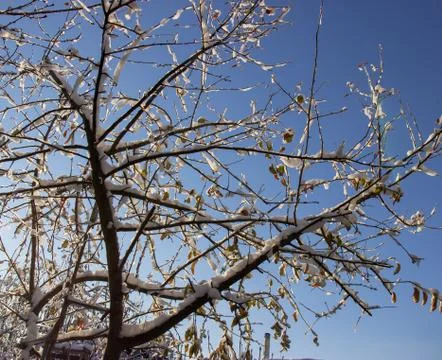 Snow on the branches of a tree Stock Photos