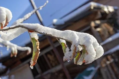 Snow on the branches of a tree Foto stock