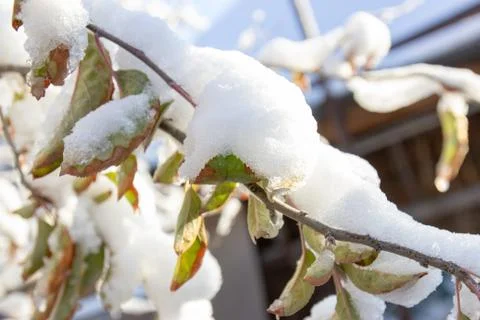 Snow on the branches of a tree Foto stock