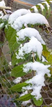 Snow on the branches of a tree Stock Photos