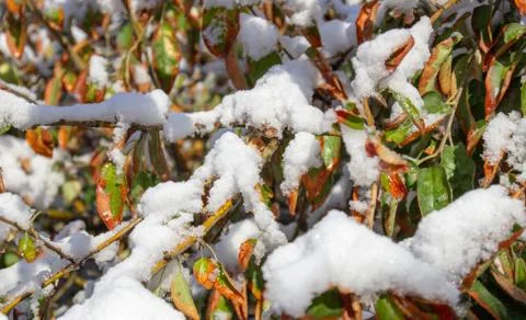 Snow on the branches of a tree Foto stock