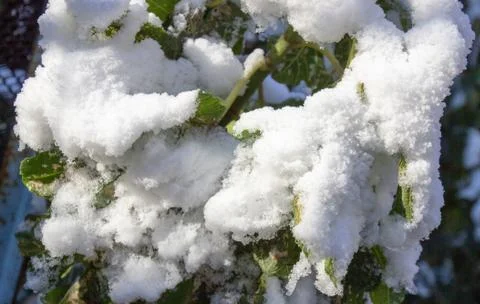Snow on the branches of a tree Stock Photos