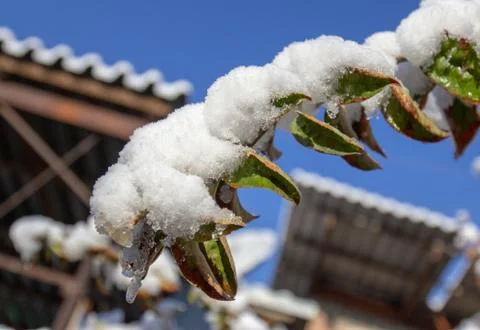 Snow on the branches of a tree Stock Photos