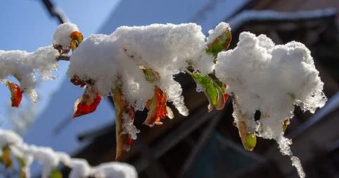 Snow on the branches of a tree Stock Photos