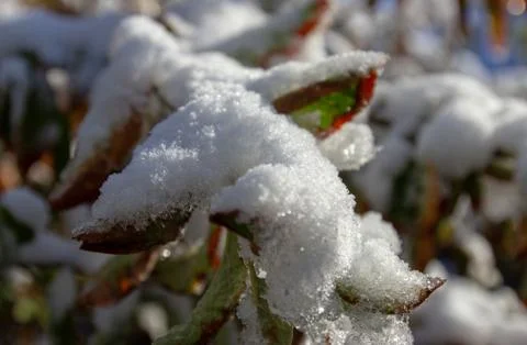 Snow on the branches of a tree Foto stock