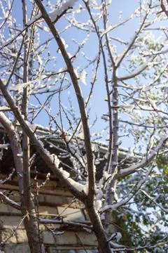 Snow on the branches of a tree Stock Photos
