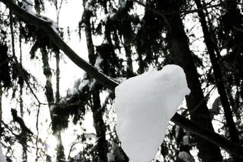 Snow on the branches of a tree in the winter forest close-up Stock Photos