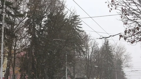 Snow on the branches of trees. Beautiful winter landscape of snow-covered trees Video stock 116498662