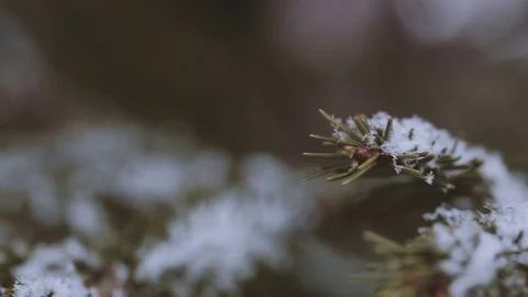 Snow on the branches of trees close-up Stock Footage