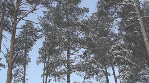 Snow on the branches of trees in the forest in winter Stock Footage 86393511