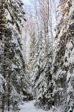 Snow on the branches of trees. Stockfoto's