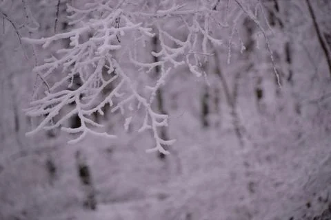 Snow on the branches of trees Foto stock