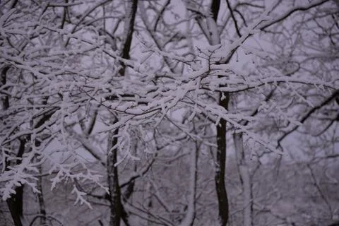 Snow on the branches of trees Stock Photos