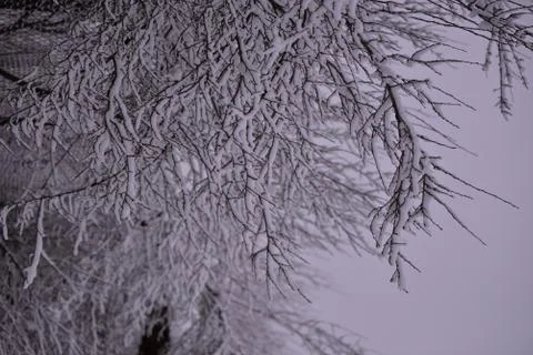 Snow on the branches of trees Stock Photos