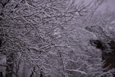 Snow on the branches of trees Stock Photos