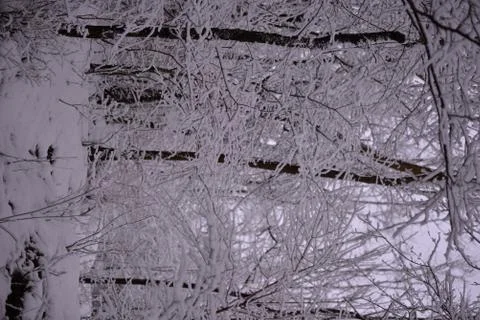 Snow on the branches of trees Stock Photos