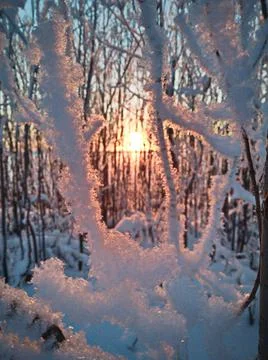 Snow on the branches under the rays of the sunset Stock Photos
