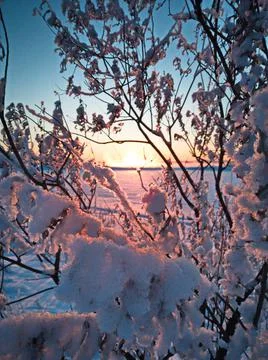 Snow on the branches under the rays of the sunset 2 Stock Photos