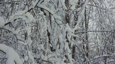 Snow on the branches while snowing in the forest Stock Footage 61077772