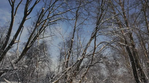 Snow on the branches while snowing in the forest Video stock 61078753