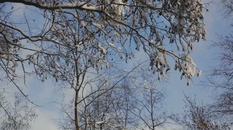 Snow on the branches while snowing in the forest Video stock 61079421