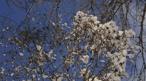 Snow on the branches while snowing in the forest 動画素材 61080197