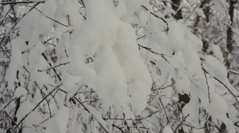 Snow on the branches while snowing in the forest Stock-Footage 61080797